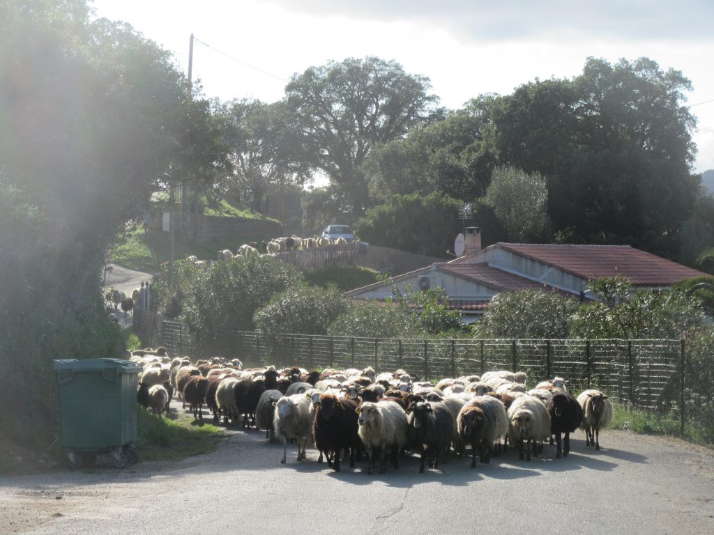 moutons sur la route 