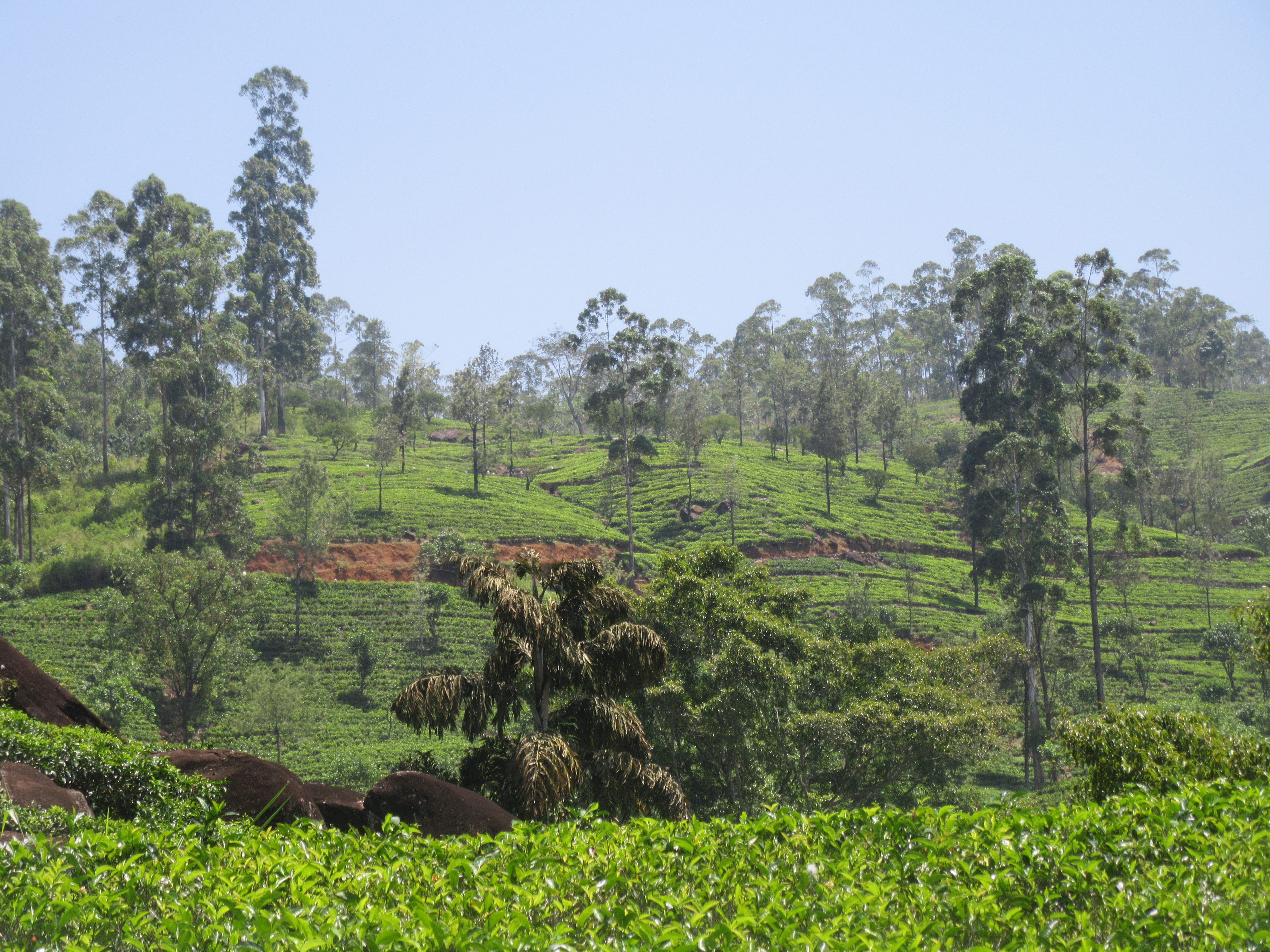 Plantations de thé région de Ella Sri Lanka