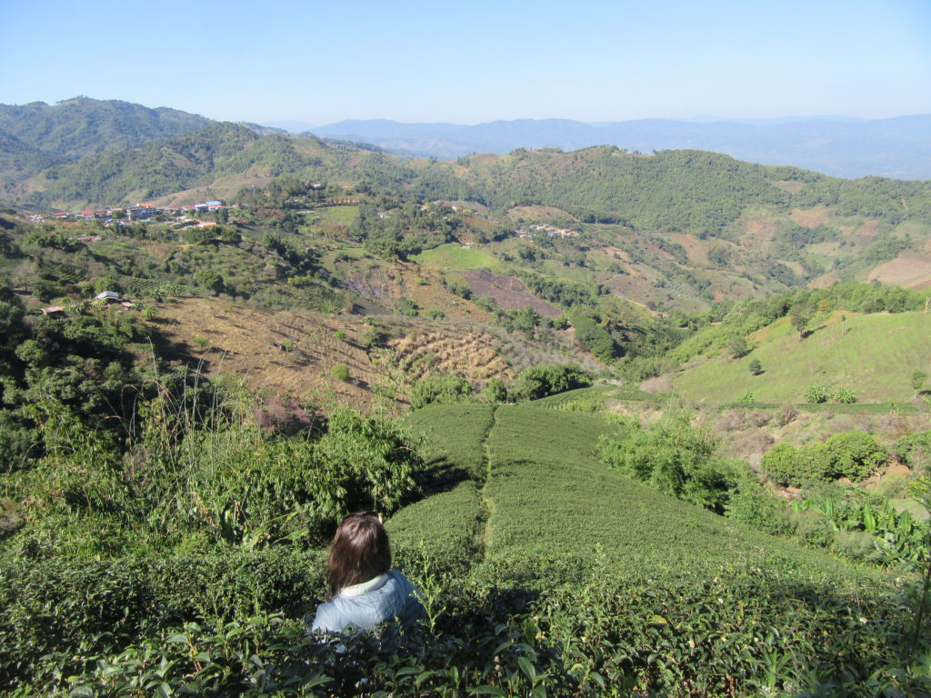 Plantation de thé et montagnes à Doi Mae Salong Thailande
