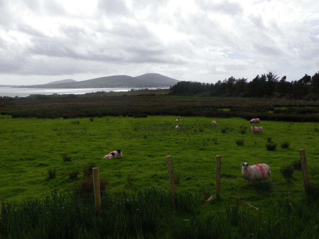 Moutons en Irlande