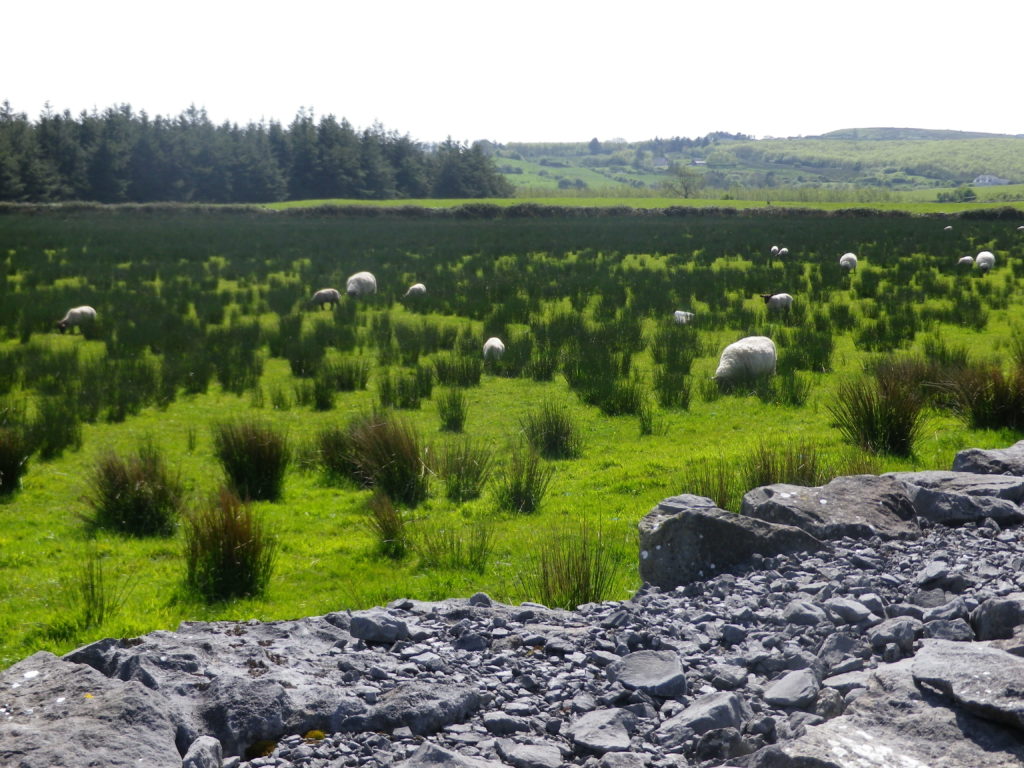 Le Burren en Irlande 