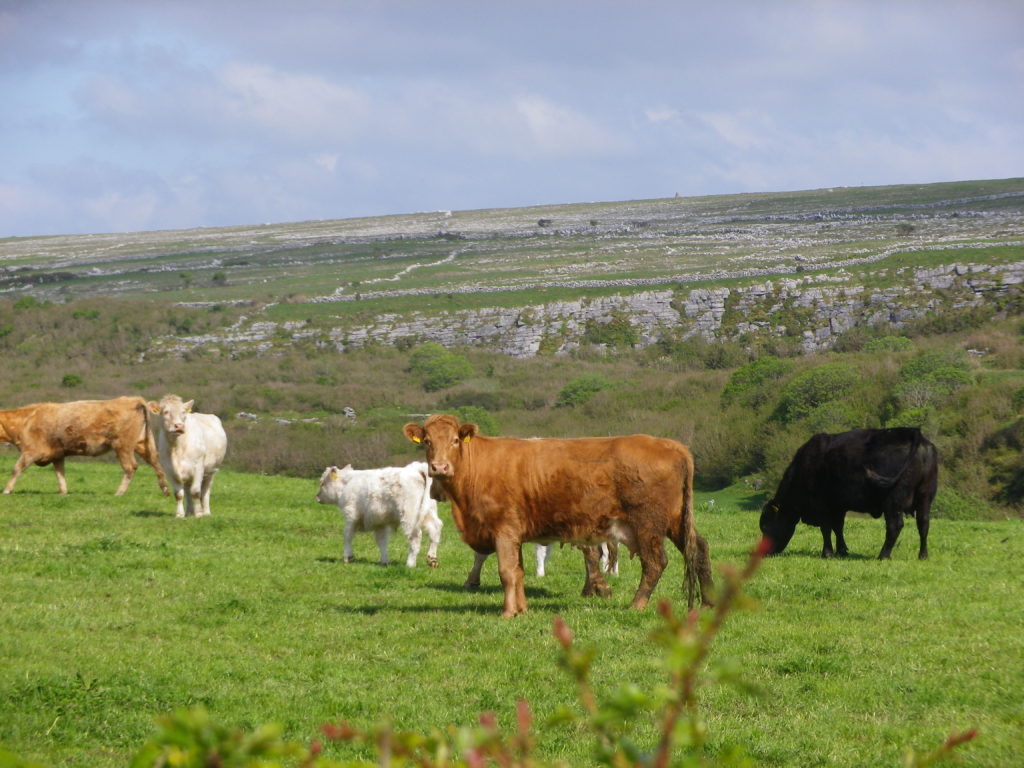 Petite route de campagne escarpée en plein coeur du Burren