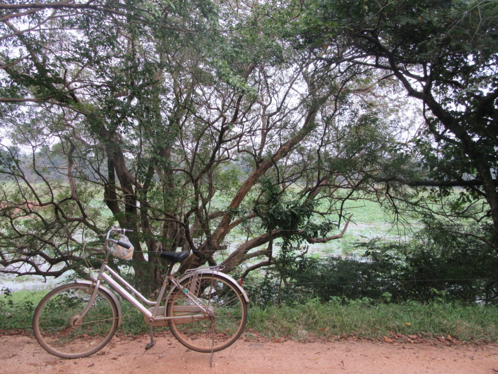 Nature et végétation près de Sigiriya