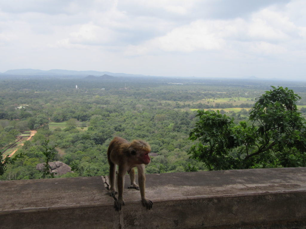 Lion rock Sigiriya au Sri Lanka