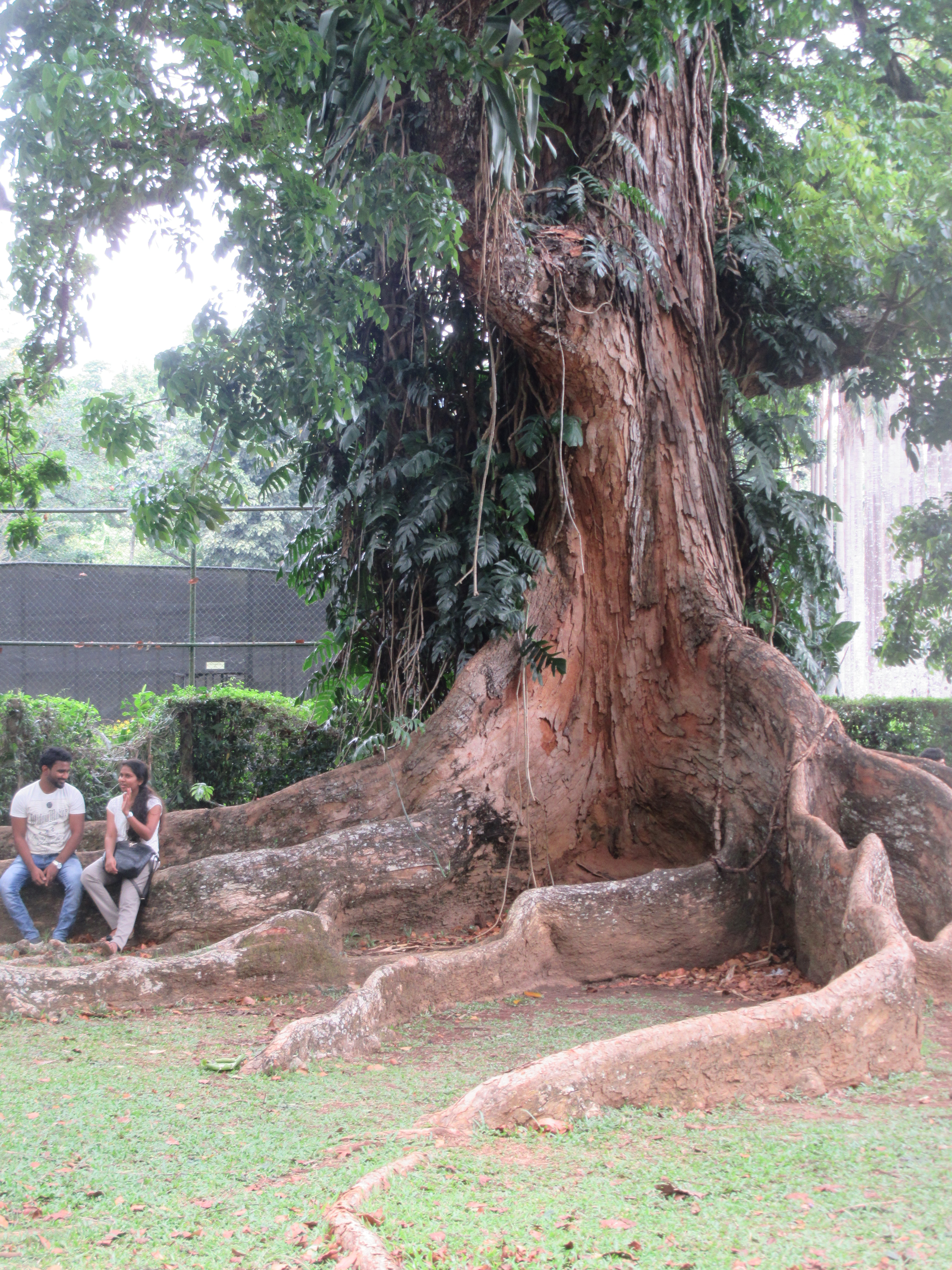 Jardin botanique de Peradeniya Kandy au Sri Lanka