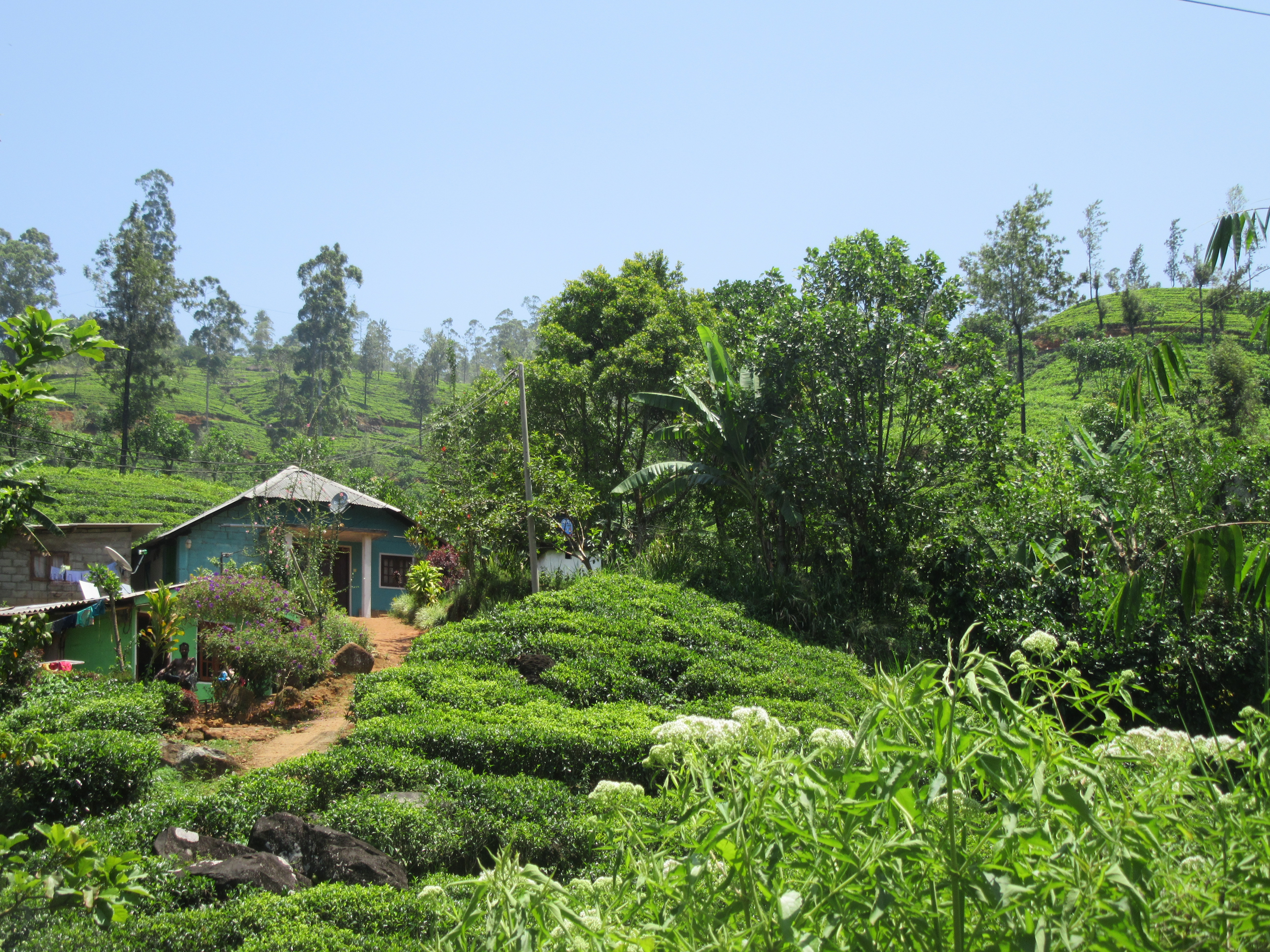 Plantation de thé sri Lanka 