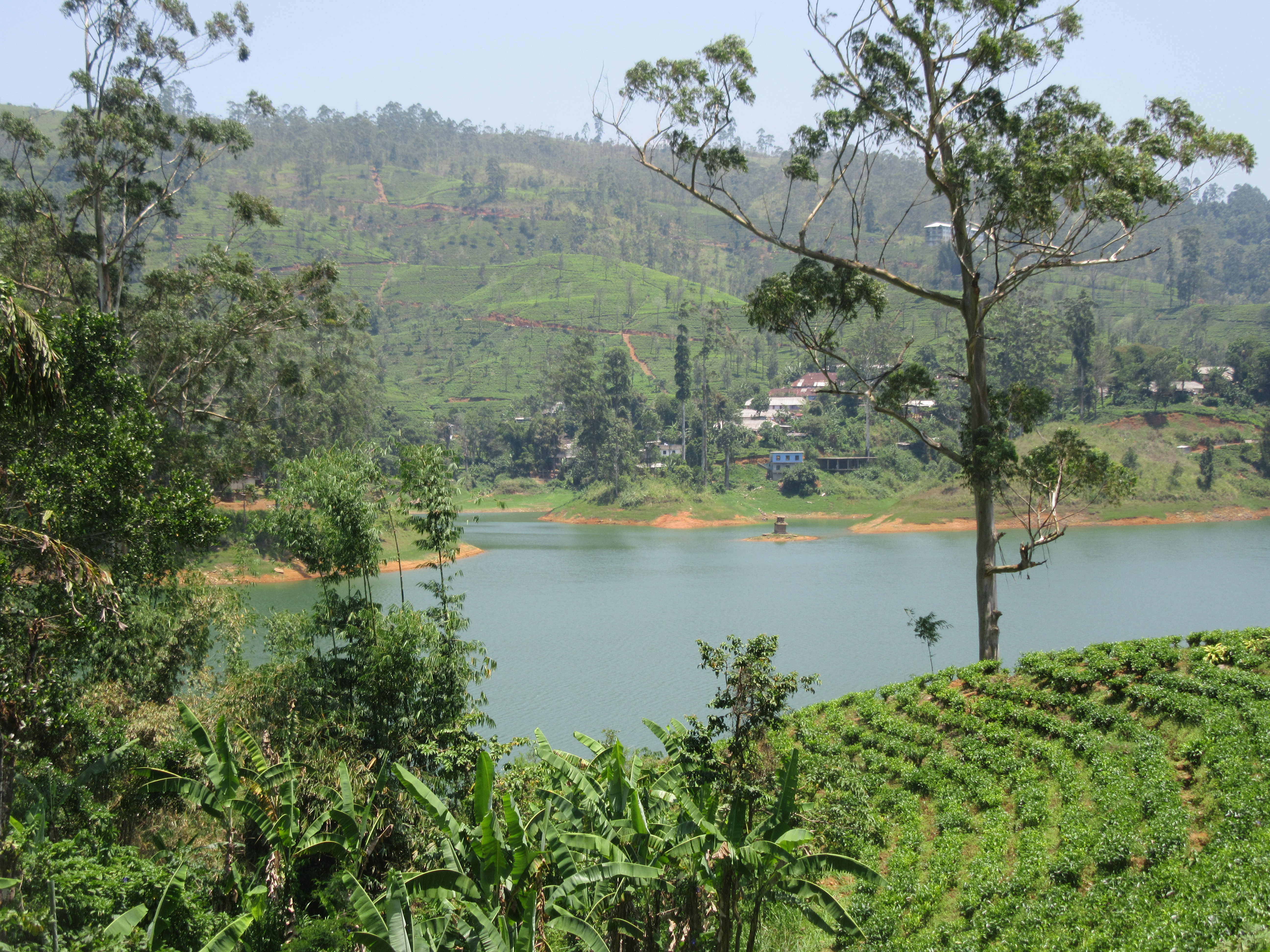 Plantation de thé sri Lanka 
