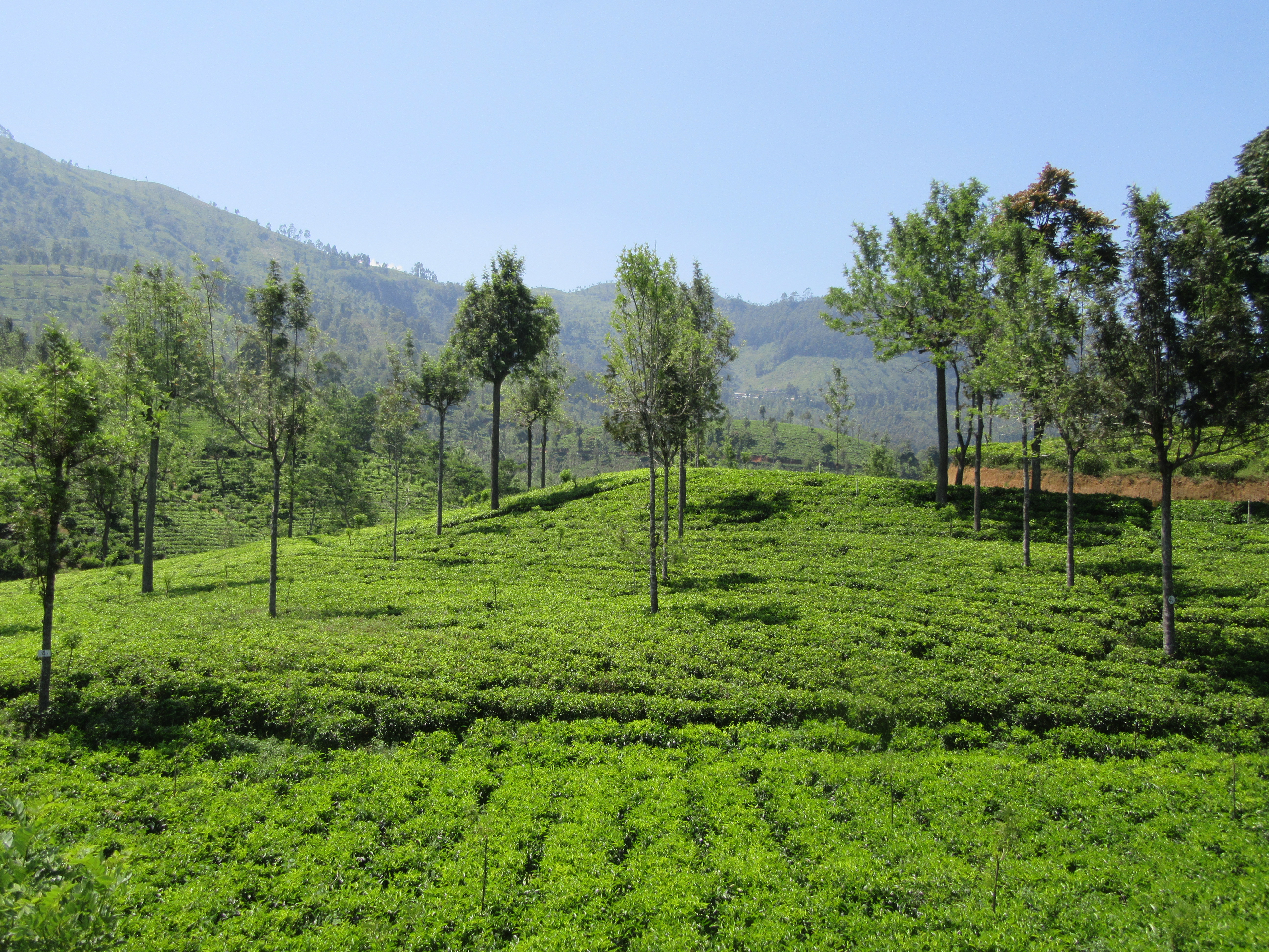 Sri lanka Ella culture de thé 
