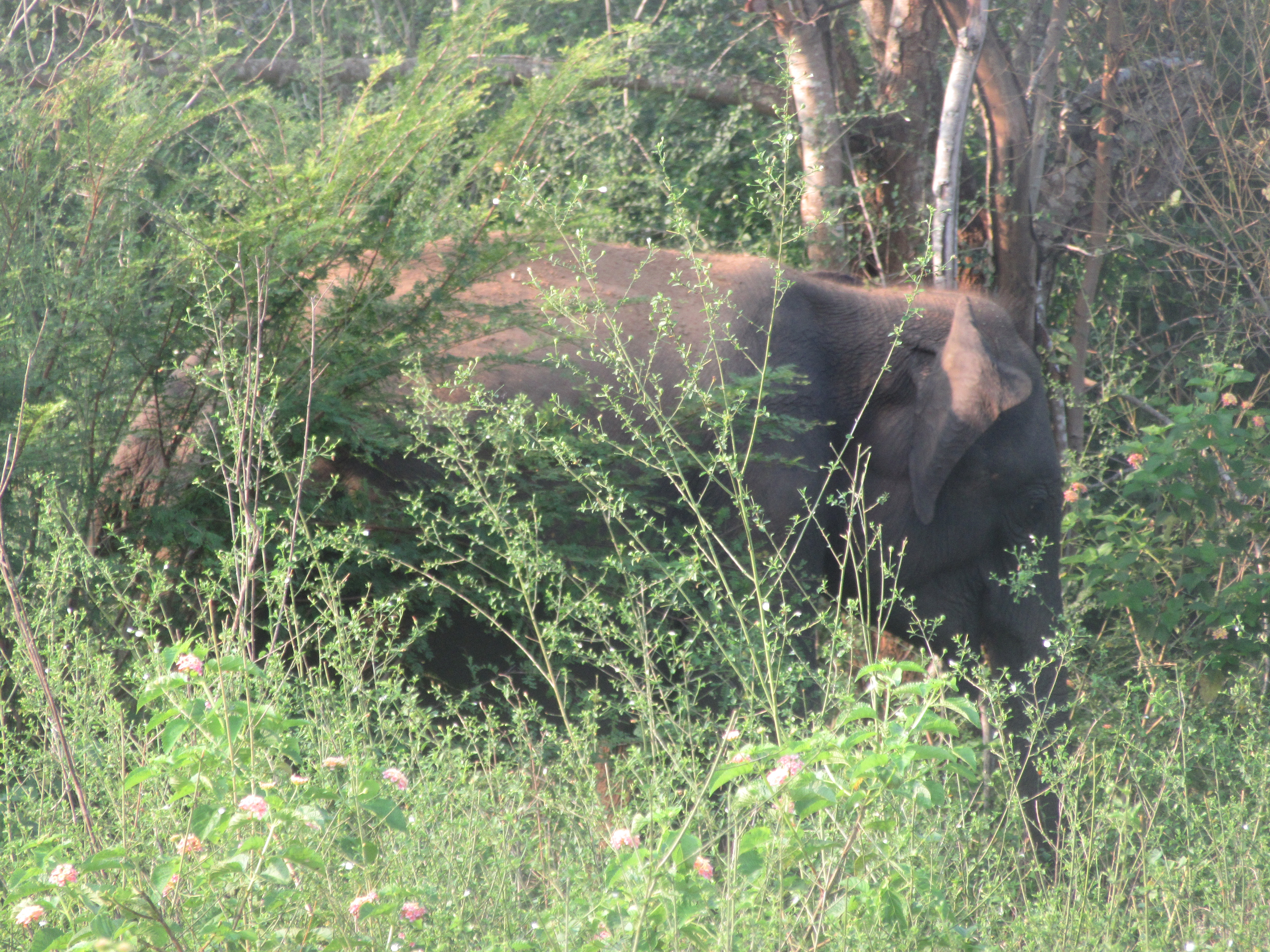 Parc national d'Uda Walawe Elephant 