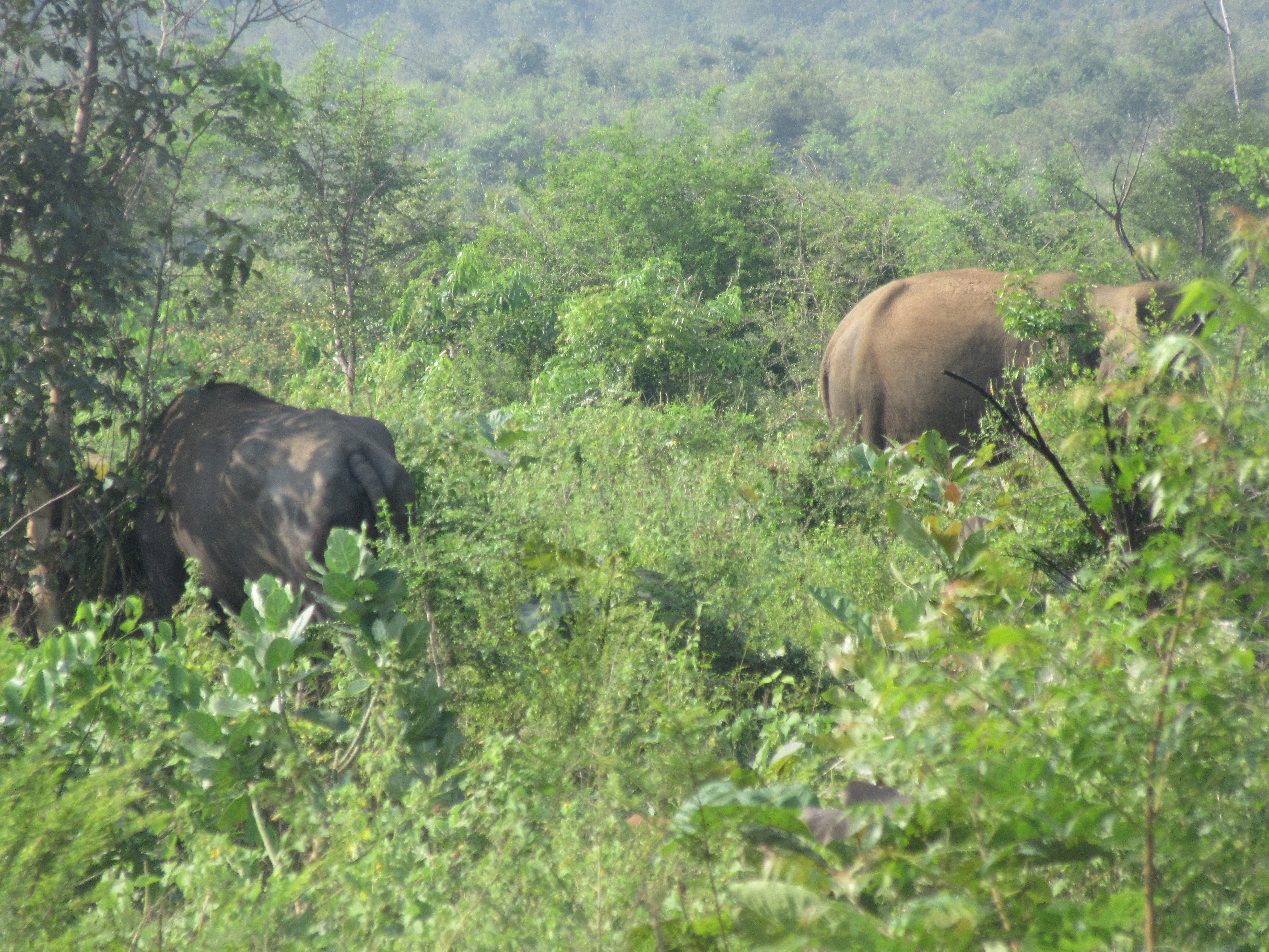Elephant Parc national d'Uda Walawe