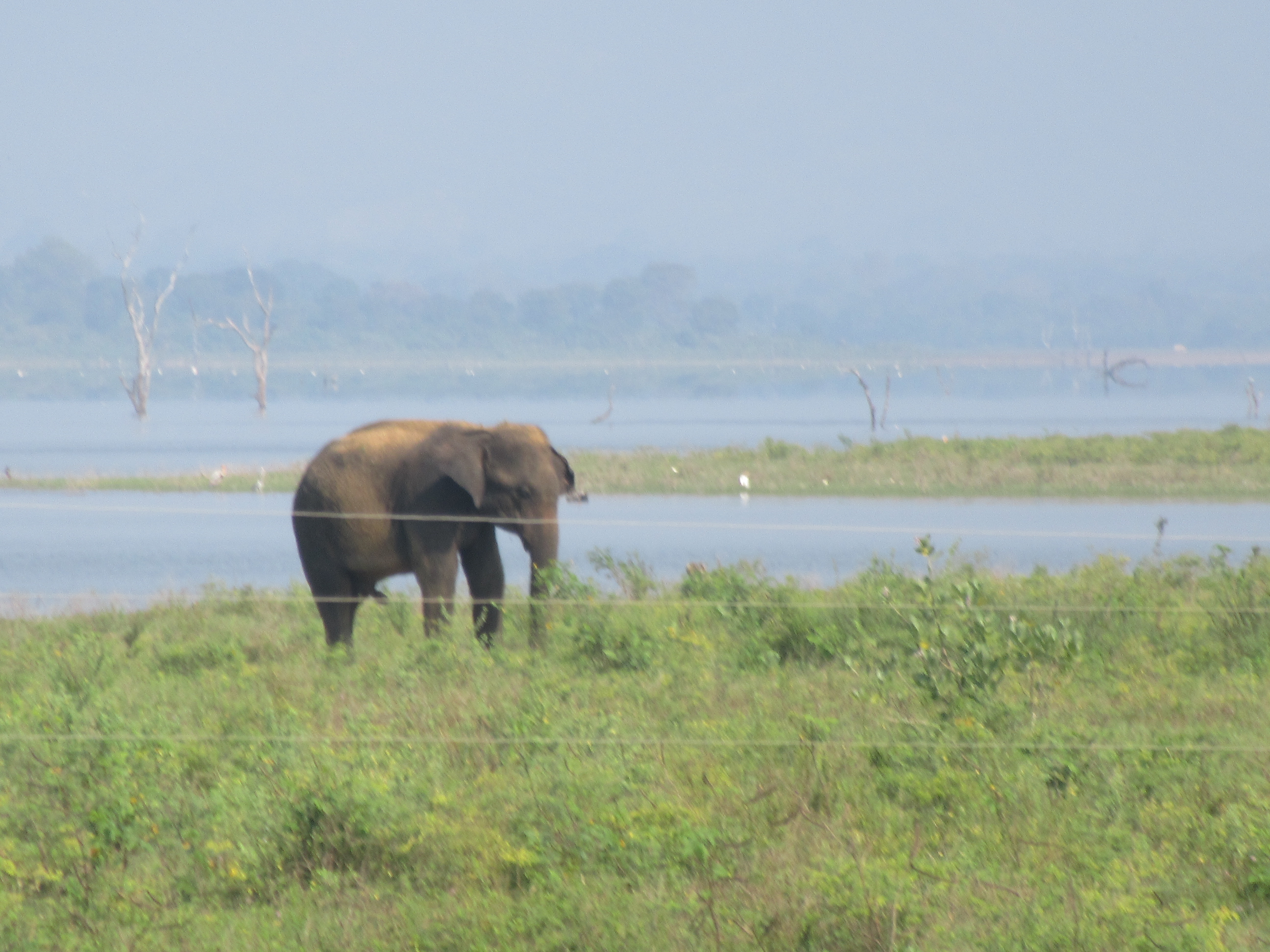 Safari Uda walawe Elephant Sri Lanka