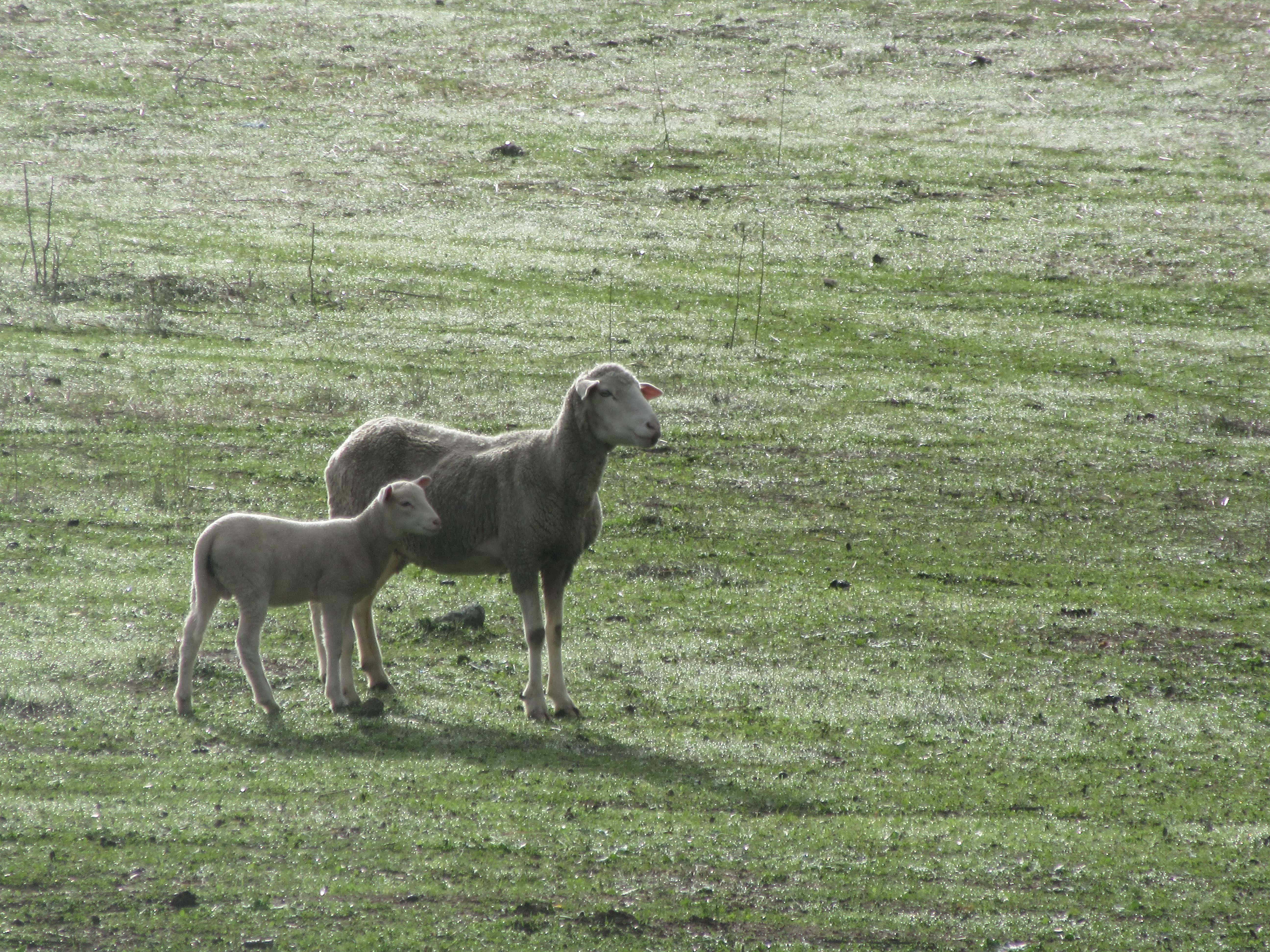 mouton en Alentejo