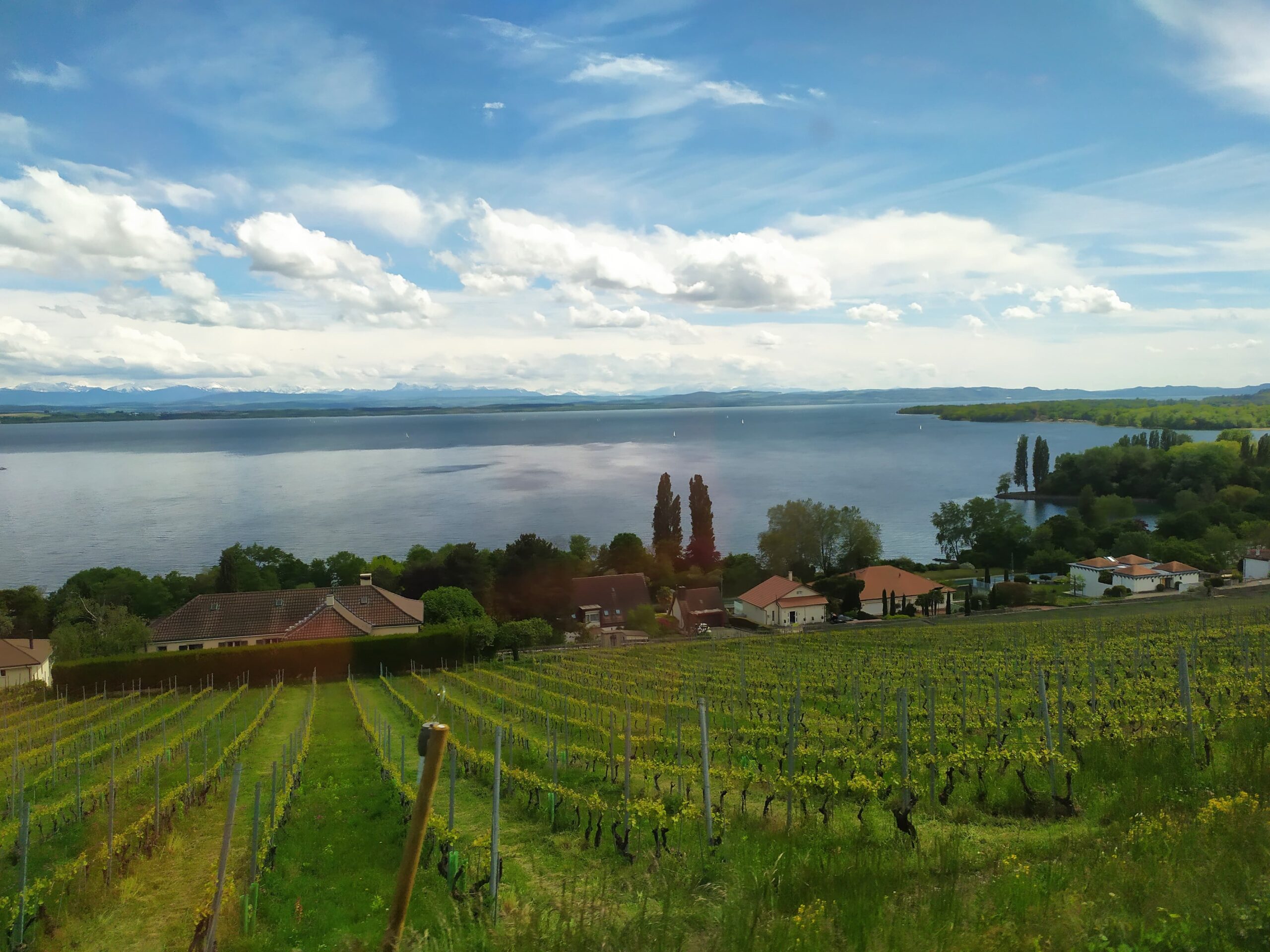 vignoble et lac de Neufchatel en Suisse