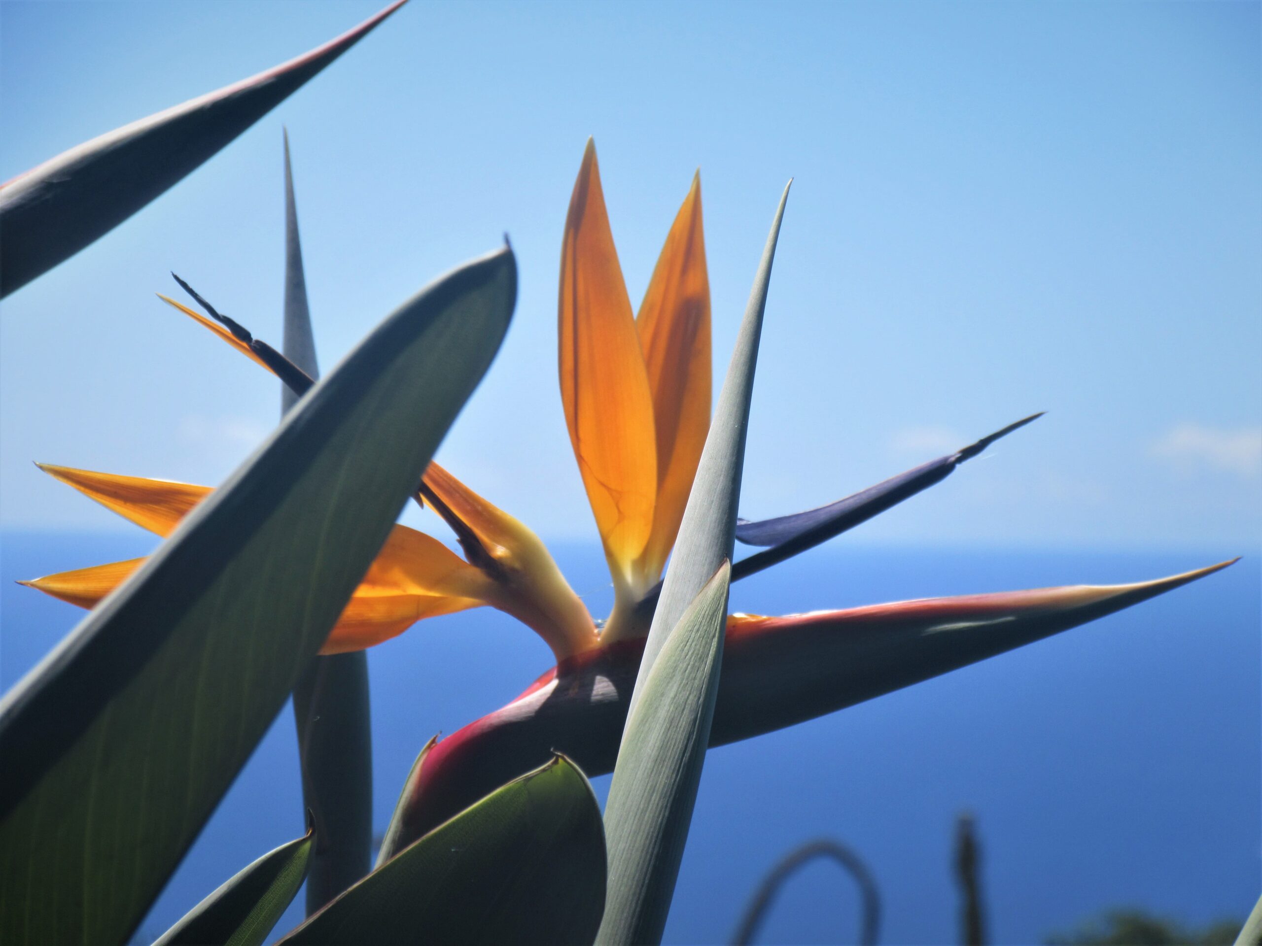 Oiseau paradis au jardin botanique de Funchal