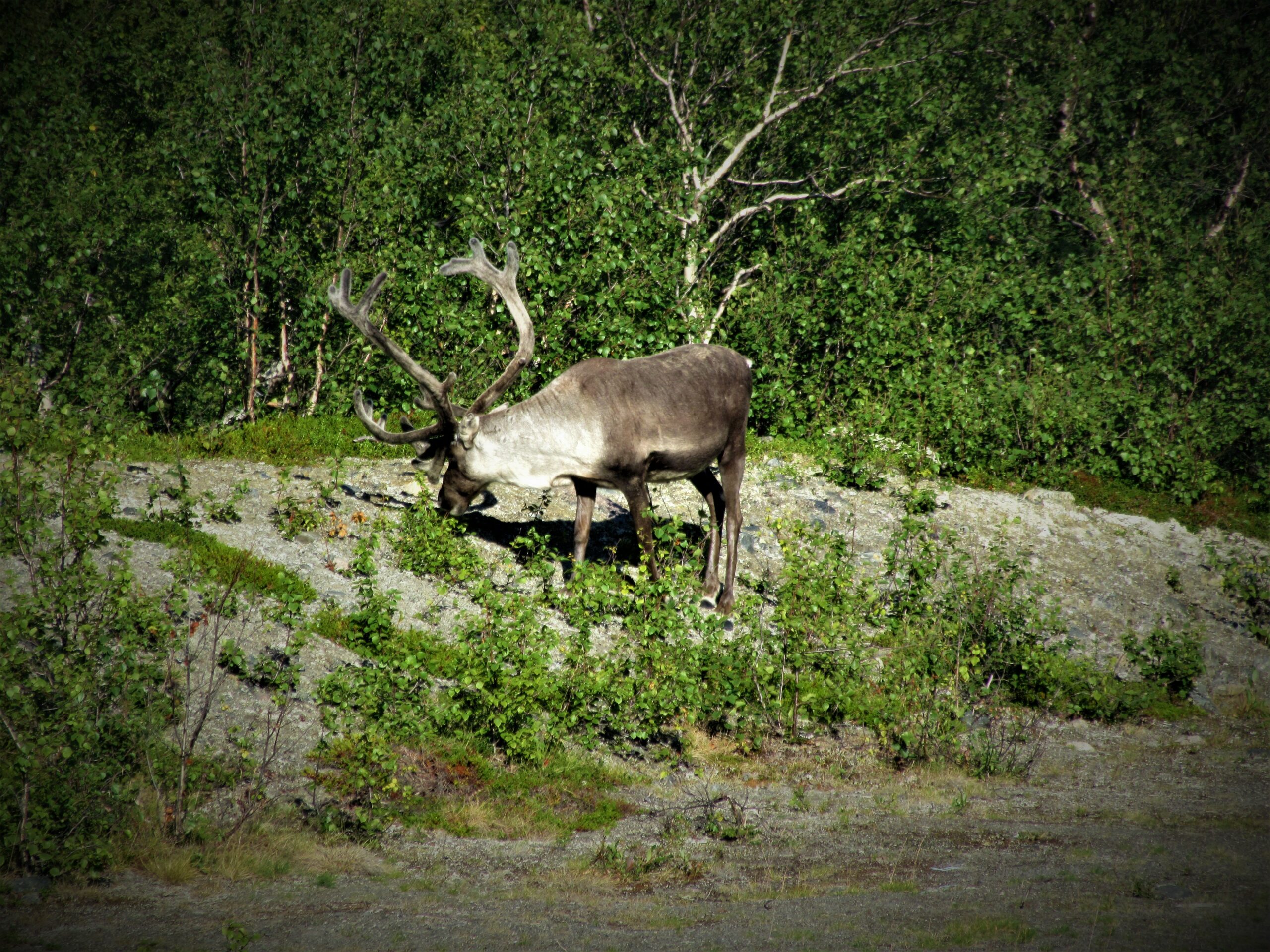 renne sauvage ne Suède 