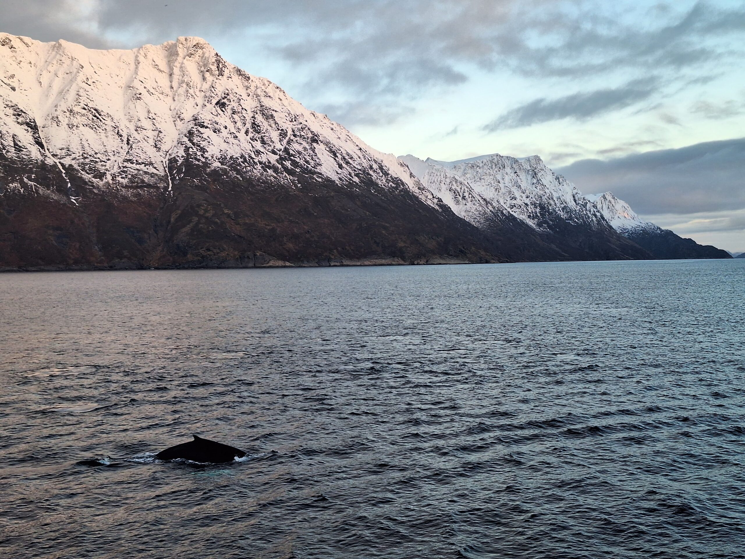 Baleine rorqual commun en Norvège arctique 
